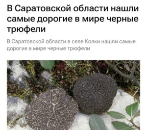 В Саратовской области найден редкий чёрный трюфель