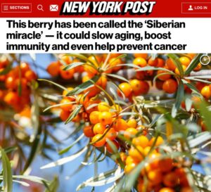 Облепиха признана «энергетической бомбой» для продления жизни